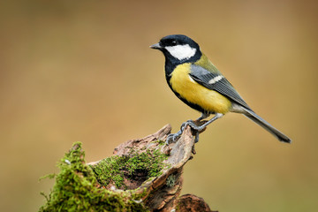 Great tit sitting on wooden stump with green moss. Beautiful small bird in natural habitat. Parus major
