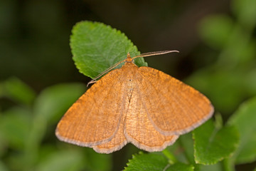 Macaria brunneata, the Rannoch looper, is a moth of the family Geometridae.