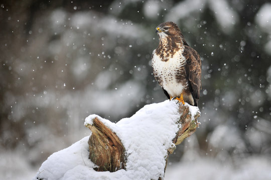 Common buzzard in winter. Common buzzard on brach. Buteo buteo