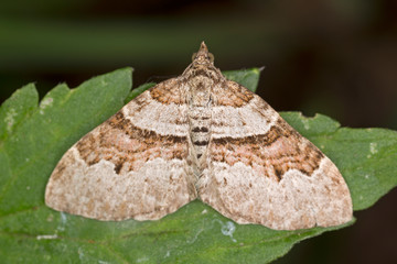 Xanthorhoe designata, the flame carpet, is a moth of the genus Xanthorhoe in the family Geometridae.