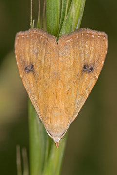 Rivula sericealis, the straw dot, is a moth of the family Noctuidae.