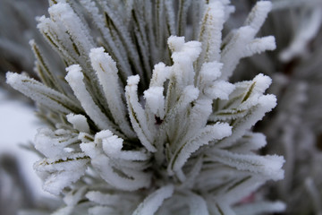 frost on spruce needles