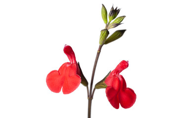 Isolated flowers of Salvia microphylla