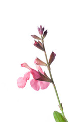 Flowers of Salvia greggi 'Denise'