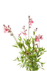 Flowers of Salvia greggi 'Denise'