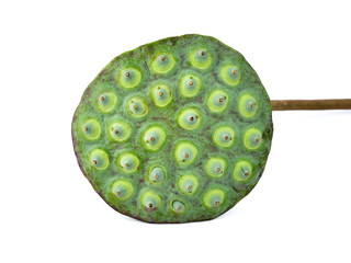 Pod of Royal lotus and seed pods with green leaf isolated on a white background 
