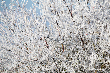 Bush covered with snow and ice