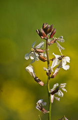 Flor de rúcula, dando paso a nuevas plantas que brotarán de la madre