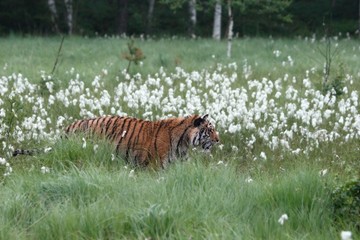 The Siberian tiger (Panthera tigris Tigris), or  Amur tiger (Panthera tigris altaica) in the grassland.