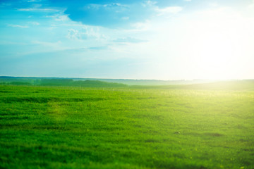 Spring fresh bright green grass at sunset on a warm sunny day. Green meadow under blue sky with...