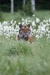 The Siberian tiger (Panthera tigris Tigris), or  Amur tiger (Panthera tigris altaica) in the grassland.