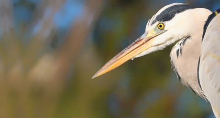 Detail portrait heron grey with colour background