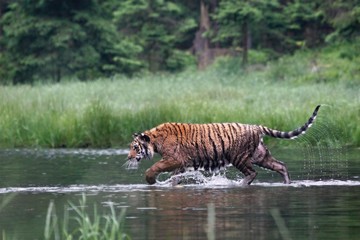 Plakat The Siberian tiger (Panthera tigris Tigris), or Amur tiger (Panthera tigris altaica) in the forest walking in a water.