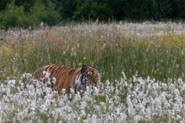 The Siberian tiger (Panthera tigris Tigris), or  Amur tiger (Panthera tigris altaica) in the grassland.