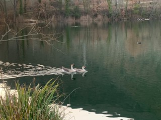 ducks on lake