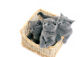 The three grey little kittens sitting in the basket