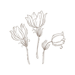 Set of three outline pulsatilla, spring flowers. Vector illustration