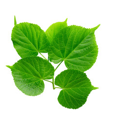 Green linden leaf isolated on white background.