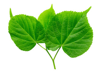 Green linden leaf isolated on white background.