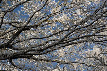 Winter background.Winter icing on trees.Winter landscape.