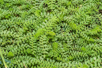 gram in farm green and healthy gram plants in Asian country  