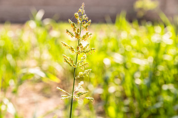 beautiful fresh herbal green leaves 
