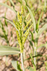 beautiful fresh herbal green leaves 