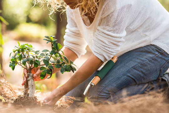 Earth's Day Save The Planet Concept And People Enjoying Environment Theme With Adult Woman With Little Tree In The Forest To Stop Deforestation Andhelp The Wood In Outdoor Activity