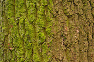 Tree bark with algae moss background in Tiergarten Berlin Germany