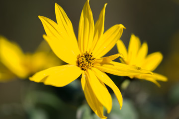 Yellow calliopsis or tickseed (Coreopsis) flower
