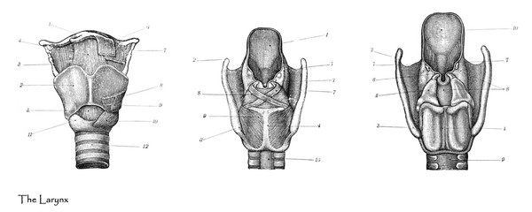 Larynx thyroid gland / Engraved antique illustration from Brockhaus Konversations-Lexikon 1908