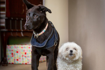 black and white dogs