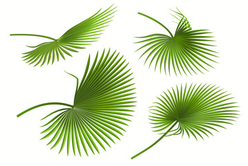 Fototapeta na wymiar Palm leaves