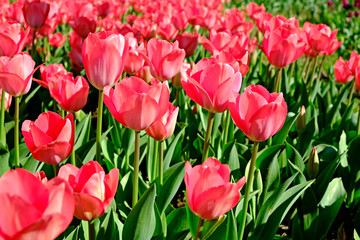 Selective focus. A field planted with many tulips in spring time. Colorful background with flowers for spring holiday season. Close up, copy space, top view.