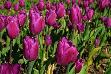 Selective focus. A field planted with many tulips in spring time. Colorful background with flowers for spring holiday season. Close up, copy space, top view.