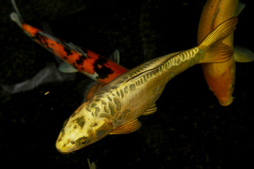 golden koi carp against black background	