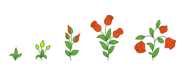 Red rose growth stages. Flowers plants development. Rose animation progression period. Flower shop. Vector infographic.