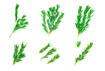 Isolated top view flat lay fresh green rosemary leaves, twigs and branches set collection on white background.