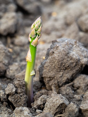 Grüner Spargel
