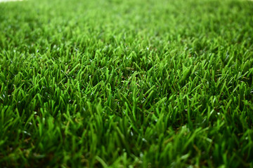 green grass turf floor artificial - Powered by Adobe