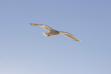 Gaviota volando