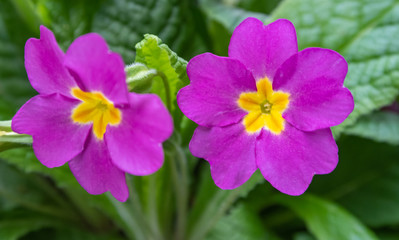 Purple  primrose flowers in the garden