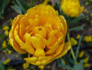 Beautiful yellow flower in the garden