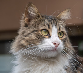 Portrait of a beautiful cat