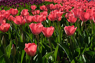 Selective focus. A field planted with many tulips in spring time. Colorful background with flowers for spring holiday season. Close up, copy space, top view.