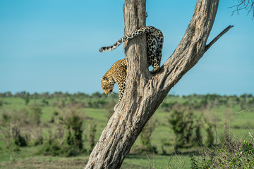 Leopard on the tree