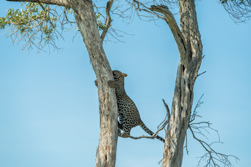 Fototapeta na wymiar Leopard cub on the tree