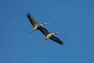 Pair of cranes flying on the blue sky. Common crane or Eurasian crane (Grus grus).