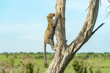 Leopard cub on the tree