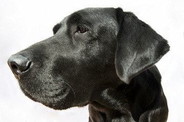 Soft focus close-up of a Labrador head in front of a white background.